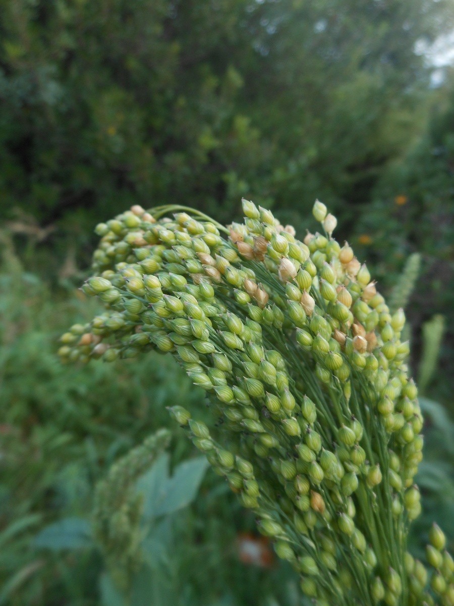 Panicum miliaceum L.